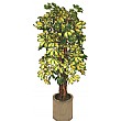 5ft Schefflera