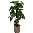 4.5ft Philodendron