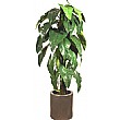 4.5ft Philodendron Gigant