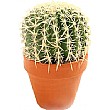 Small Cacti
