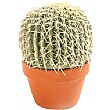 Medium Cacti