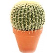 Large Cacti