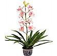 Pale Pink Single Stem Orc