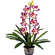 Lilac/White Orchid