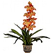 Pale Orange Orchid
