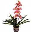 Pale/Dark Pink Orchid