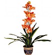 Orange Single Stem Orchid