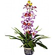 Purple/White Orchid