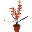 Pink Triple Stem Orchid