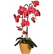 Orchid Phalaenopsis