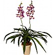 Purple/White Dbl Orchid
