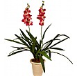 Pink/White Dbl Orchid