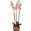 Orchid Phalaenopsis 3Stem