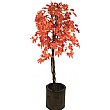 5ft Red Japanese Maple