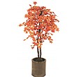 4.5ft Red Japanese Maple