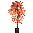 6ft Sugar Maple