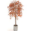 6ft Japanese Maple