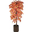 6ft Sugar Maple