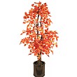 5.5ft Red Japanese Maple