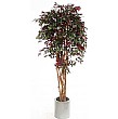 7ft Capensia Liana