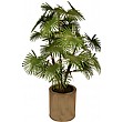 4ft Rhapis Fortunei