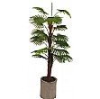 5ft Rhapis Excelsa Palm