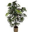 5ft Rhapis Excelsa Palm
