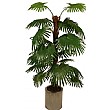 5ft Fan Palm