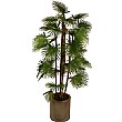 5ft Rhapis Fortunei Palm