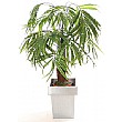 5ft Parlour Palm