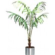 6ft Kentia Palm