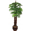 6ft Fan Palm