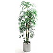 6ft Bamboo Palm