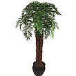 6ft Tropical Phoenix Palm