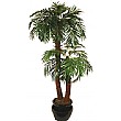 5.5ft Phoenix Palm