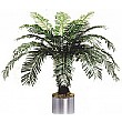 4ft Cycas Palm