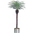 6ft Robellini Palm
