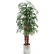 7ft Phoenix Palm