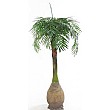 7.5ft Phoenix Palm