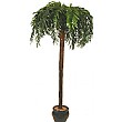 10ft Coconut Tree