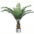 7.5ft Date Palm