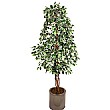 6ft Ficus Nitida