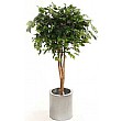 4ft Ficus Natasja