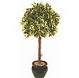 5ft Variegated Ficus