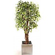 6ft Variegated Ficus