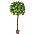 5ft Ficus Exotica