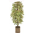 6ft Variegated Ficus