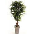 6ft Hawaiian Ficus