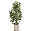 5ft Ficus Longifolia Alii