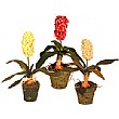 Large Hyacinth